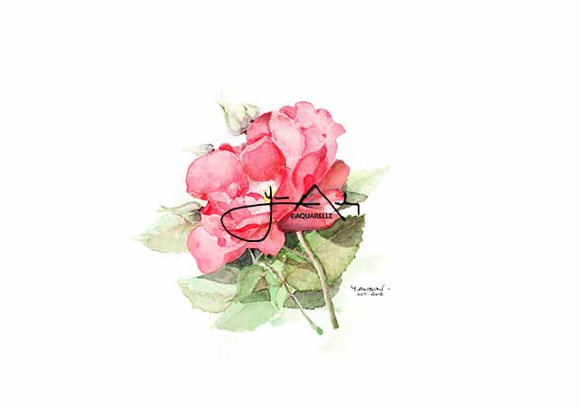 20181106 - La rose